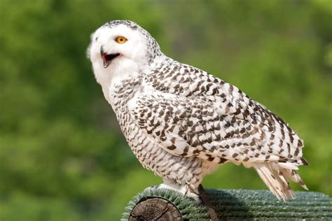 Which Owl Hoots: The Different Sounds Made by Owls - DiscoveryNatures