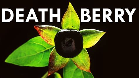 Are Black Nightshade Berries Poisonous To Dogs? The 19 Correct Answer ...