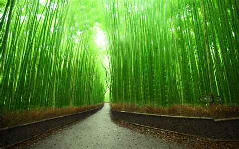 Download Bamboo Forest in HD Wallpaper - GetWalls.io