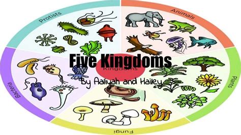 Five kingdoms