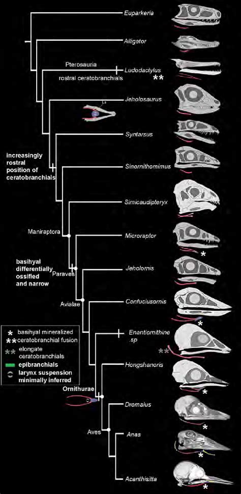 The evolution of the tongue in Archosauria. | Download Scientific Diagram