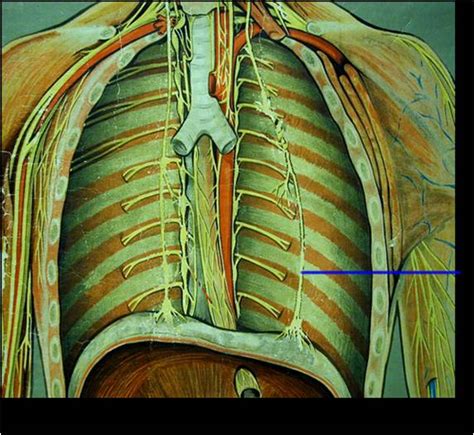 Diaphragm Phrenic Nerve