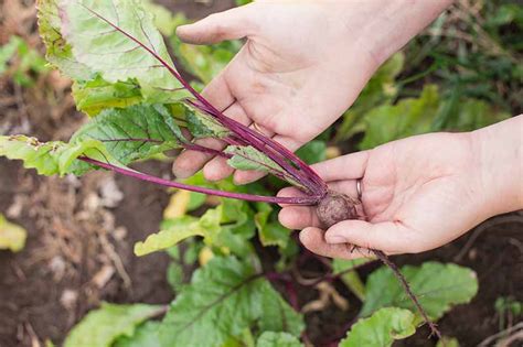 How to Harvest Beet Greens | Gardener's Path