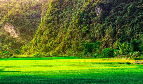 Paddy Field Vietnam Landscape - Free photo on Pixabay - Pixabay