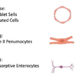 Identification of ACE2 receptors on many other cells (humans). The ...