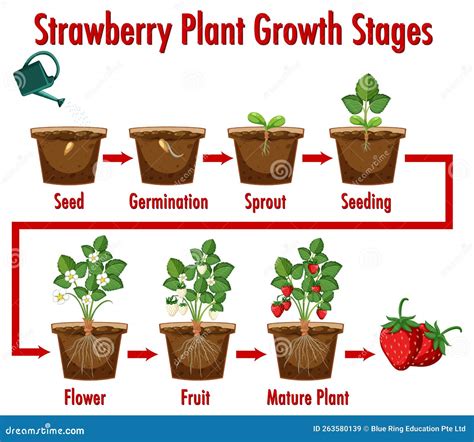 Strawberry Plant Growth Stages Stock Vector - Illustration of growth ...