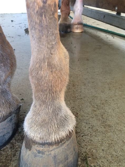 Mud Fever Treatment NZ - Save $1000's on Vet Bills - Farmassist