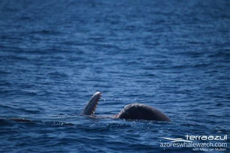 Sperm Whale teeth | Azores Whale Watching TERRA AZUL™