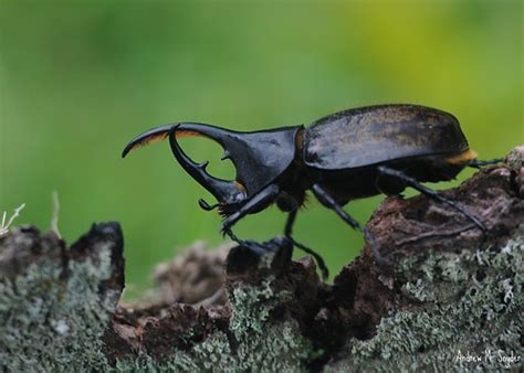 Bigger is better: the male rhinoceros beetle. | Victoria Ellis