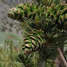 Limber Pine (Pinus flexilis) - 1 small tube - West Greeley Conservation ...