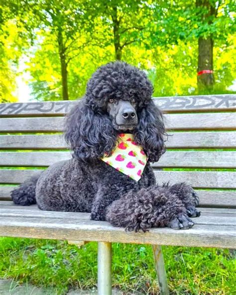 Blue Poodle: Appearance, Genetics & Facts (With Pictures)