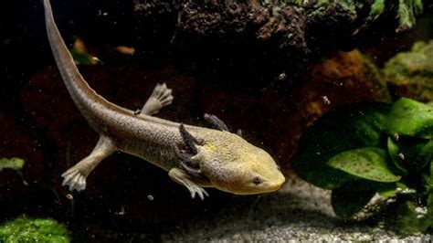 From Regenerative Powers to a Carnivorous Diet | 15 Axolotl Facts