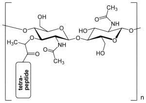 Peptidoglycan (Murein) - Definition, Structure & Function | Biology ...