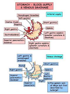 medical K.I.S.S: stomach- blood supply