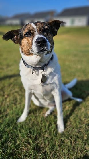 Brown White Black Brindle Mountain Feist Dog Stock Photo - Download ...