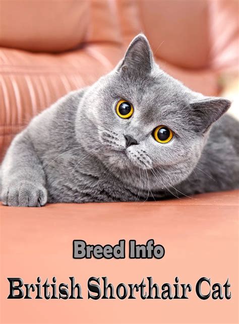 British Shorthair Cat - Breed Info