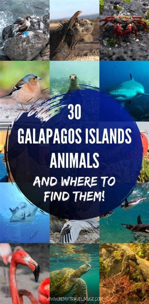 30 Galapagos Islands Animals and Where to Find Them