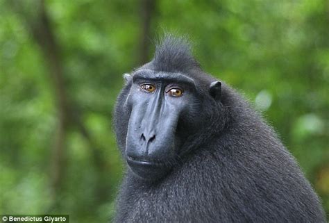 Crested black macaque reveal how human social structures evolved ...