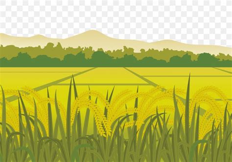 Rice Euclidean Vector Paddy Field Harvest, PNG, 1400x980px, Rice ...