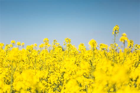 Yellow Canola Field Wallpapers - Wallpaper Cave