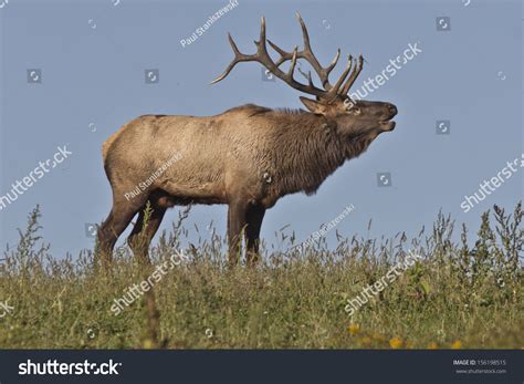 Bugling Bull Elk Stock Photo 156198515 : Shutterstock