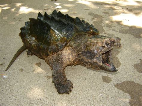 Alligator Snapping Turtle Facts and Pictures | Reptile Fact