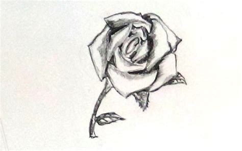 Rose With Thorns Drawing at PaintingValley.com | Explore collection of ...