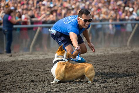 Photos: The first annual Corgi Races are here!!! | Seattle Refined