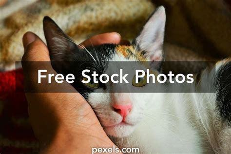 Cat With Human Head Photos, Download The BEST Free Cat With Human Head ...