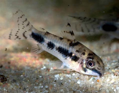 Pygmy Corydoras Care: Food, Breeding, Size & More - Fish Laboratory