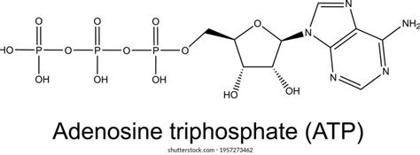 Atp Molecule Labeled, Atp Synthase Structure Function And Inhibition, 5 ...