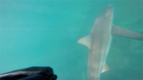 Spearfishing Shark Encounter - YouTube