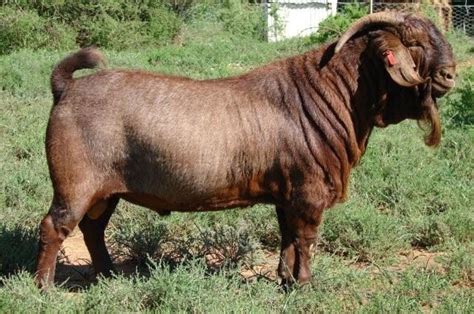 18 Best Goat Breeds for Milk and Meat Production