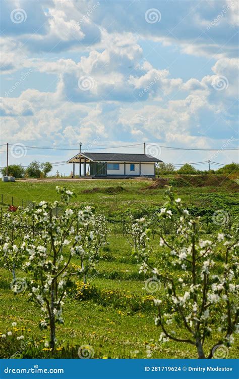 Large Beautiful Green Apple Orchard in Summer Stock Photo - Image of ...