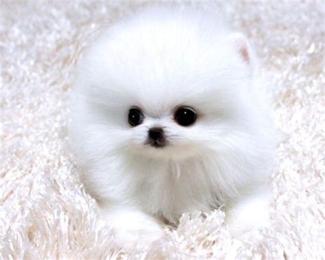 Teacup Pomeranian Wallpaper - WallpaperSafari