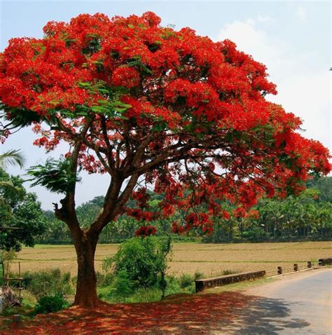 Gulmohar Plant: Buy Gulmohar plant online in Pakistan - Bagh.pk