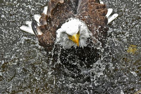 Bald Eagle Bath Time | Wild View