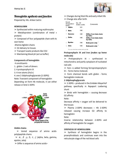 Hema Lec #6 (2 - 2) Hemoglobin Synthesis | PDF | Hemoglobin | Red Blood ...