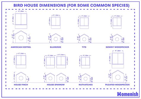 Bird House Dimensions and Guidelines (with Species Size Chart) - Homenish