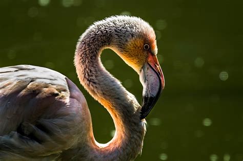 100,000+ Free Flamingo Bird & Flamingo Photos - Pixabay