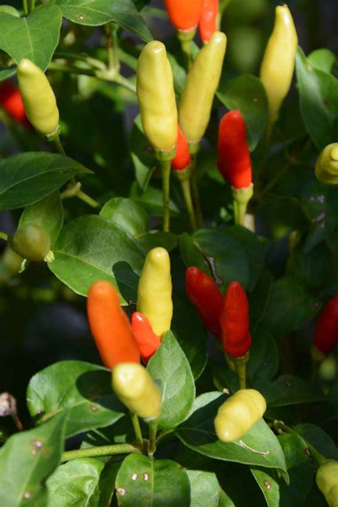 Tabasco Pepper Seeds Hot Heirloom Pepper Seeds Great for Hot Sauce and ...