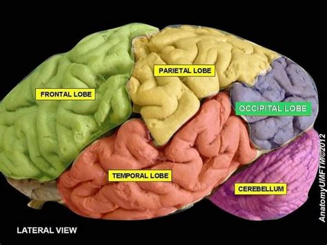 Occipital Lobe Diagram