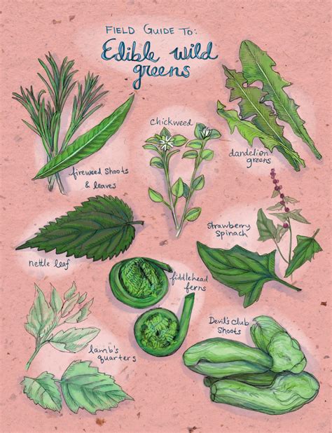 Field Guide To: Edible Wild Greens | Edible Alaska