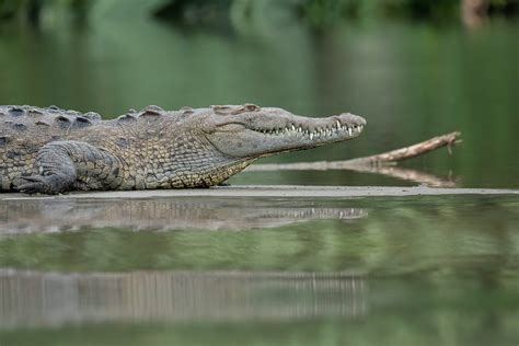 Close-up of a Crocodile in a Swamp · Free Stock Photo