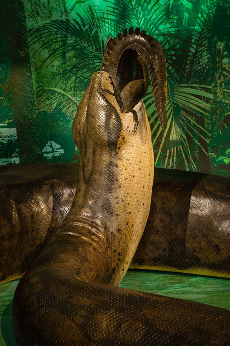 Titanoboa: Monster Snake Premieres at the National Museum of Natural ...