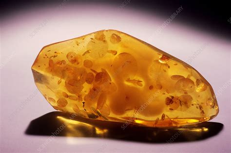 'Amber, Baltic Sea Region' - Stock Image - C001/4206 - Science Photo ...