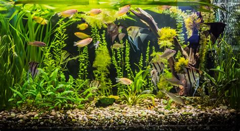 10 Tall Aquarium Plants (Background & Centerpiece Species)