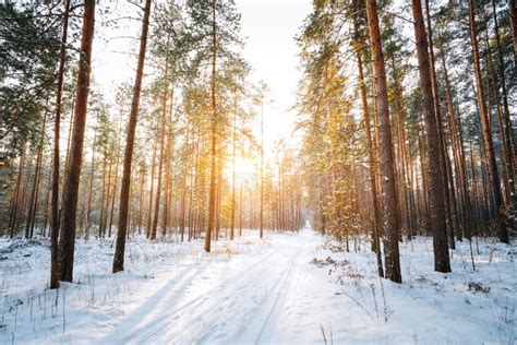 Amazing Sunset Sunrise Sun Sunshine in Sunny Winter Snowy Coniferous ...