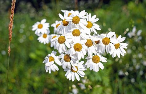 Free picture: chamomile, nature, flower, flora, summer, herb, plant ...