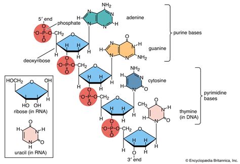 Schematic Diagram Of A Nucleotide What Is A Nucleotide?